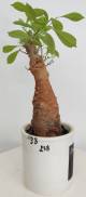 BAOBAB VIP 238- 15 years - height: 28 cm