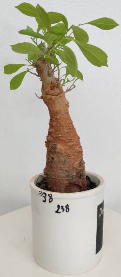 BAOBAB VIP 238- 15 years - height: 28 cm