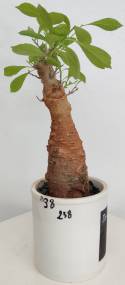 BAOBAB VIP 238- 15 years - height: 28 cm