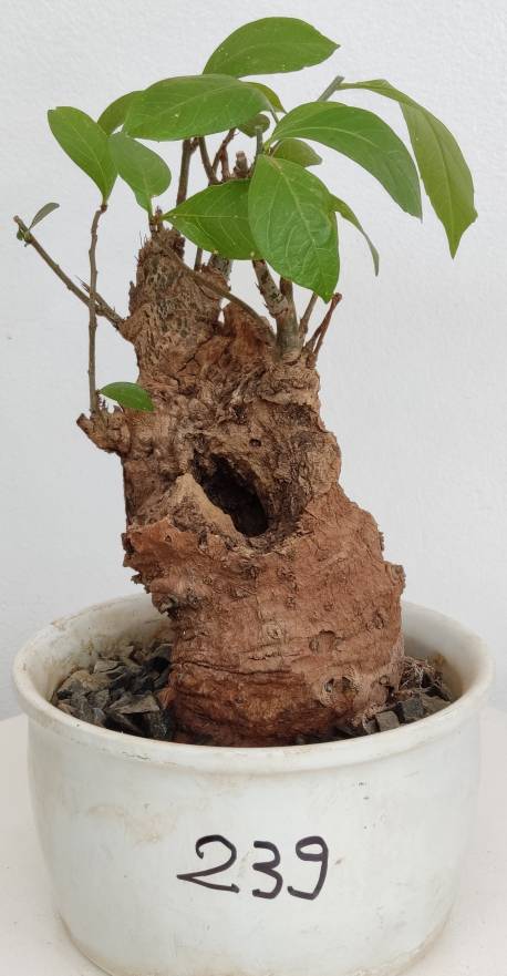 BAOBAB VIP 239- 15 years - height: 26 cm