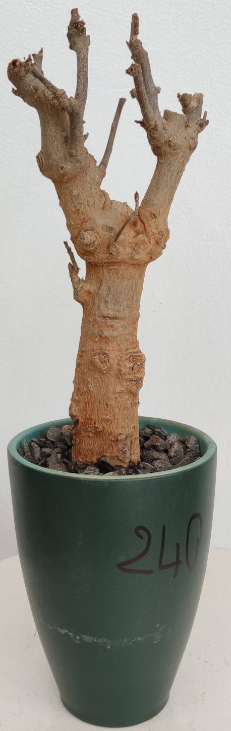 BAOBAB VIP 240- 10 years - height: 29 cm