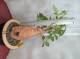 BAOBAB 32 POT - 12/15 year - 1,5 KG - height: 35 cm  BAOBAB 32 POT - 12/15 year - 1,5 KG - height: 35 cm