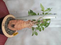 BAOBAB 32 POT - 12/15 year - 1,5 KG - height: 35 cm  BAOBAB 32 POT - 12/15 year - 1,5 KG - height: 35 cm