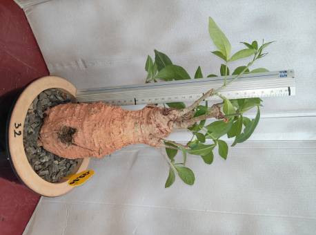 BAOBAB 32 POT - 12/15 year - 1,5 KG - height: 35 cm  BAOBAB 32 POT - 12/15 year - 1,5 KG - height: 35 cm