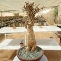 baobab €200, Height 70cm, Weight 4.5kg,
