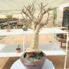 BAOBAB 123 - 12 years - 2.8 KG - height: 65 cm