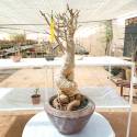 baobab €200, Height 70cm, Weight 4.5kg,