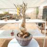BAOBAB 125 - 15 years - 2,8 KG - height: 65 cm