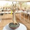 BAOBAB 214 - 15 years - 2 KG - height: 50 cm