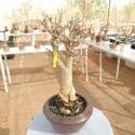 baobab €200, Height 70cm, Weight 4.5kg,