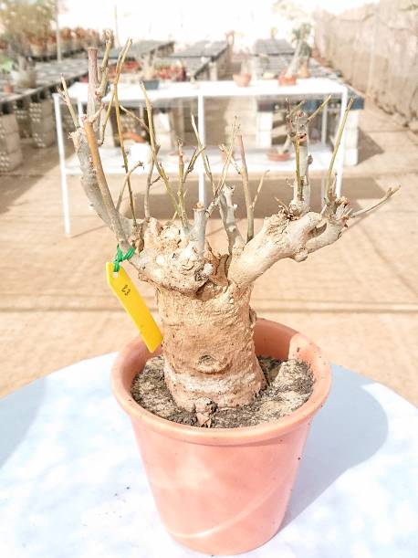 baobab €200, Height 70cm, Weight 4.5kg,