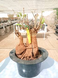 BAOBAB DOUBLE 24 POT - 12/15 year - 2,5 KG - height: 35 cm