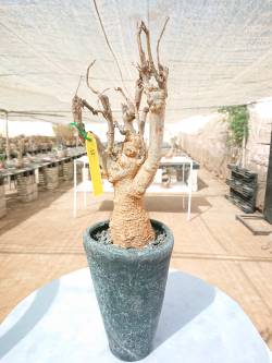 BAOBAB DOUBLE 24 POT - 12/15 year - 2,5 KG - height: 35 cm