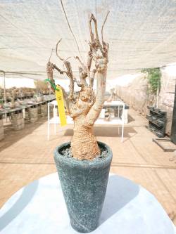 baobab €200, Height 70cm, Weight 4.5kg,