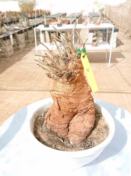 baobab €200, Height 70cm, Weight 4.5kg,