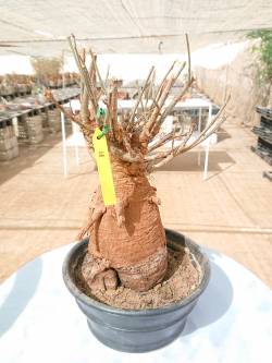baobab €200, Height 70cm, Weight 4.5kg,