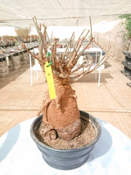 baobab €200, Height 70cm, Weight 4.5kg,