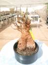BAOBAB 35 POT - 12/15 year - 2 KG - height: 33 cm